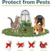 Sunnydaze Chicken Wire Plant Protector Cage – Garden Cloche with Removable Cover – 6 Pack – Protects from Rabbits and Animals
