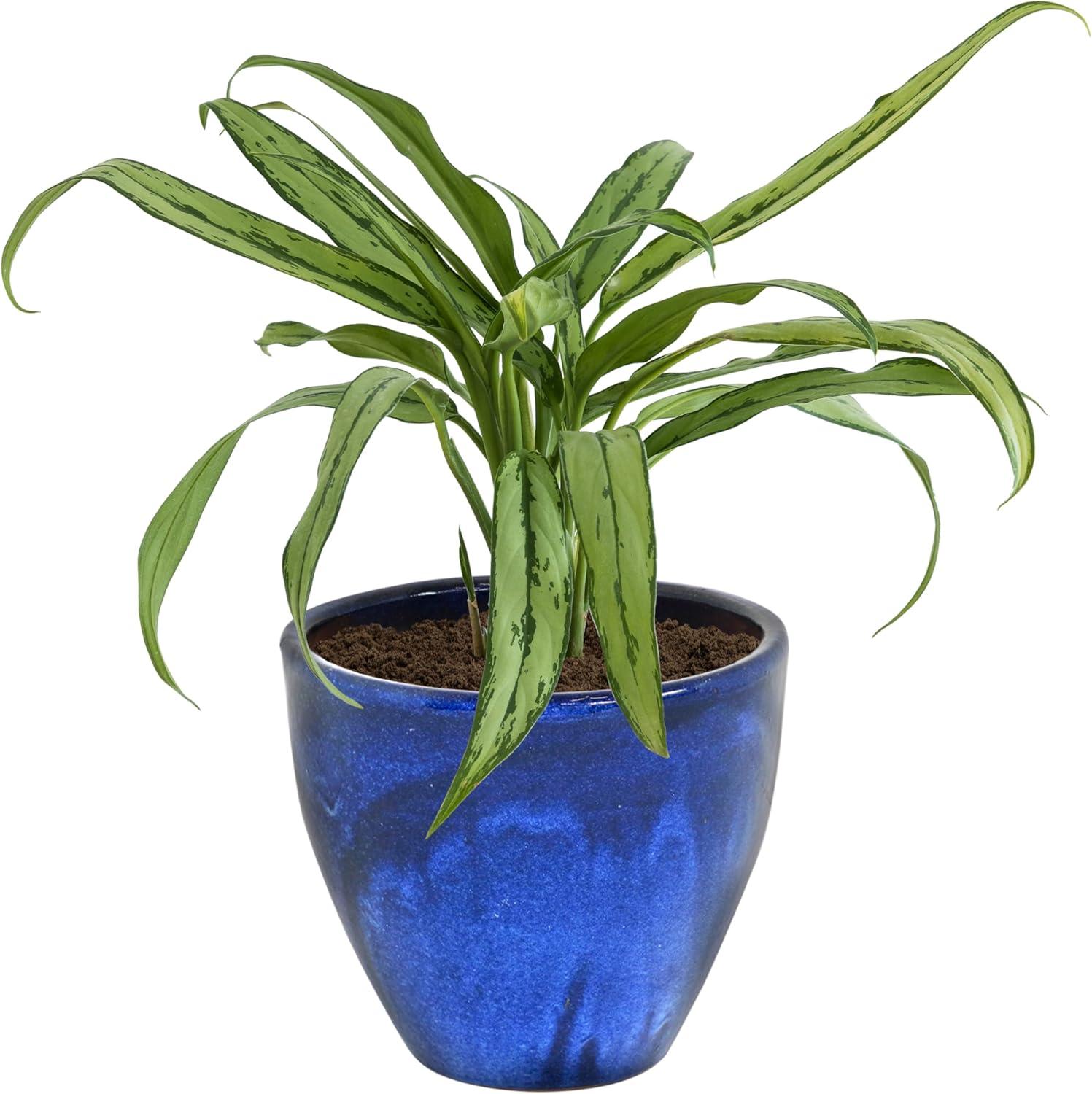 imageSunnydaze Large Ceramic Plant Pot Round Outdoor Glazed Ceramic Planter Pot with Drainage Studio Imperial Blue 185quotImperial Blue