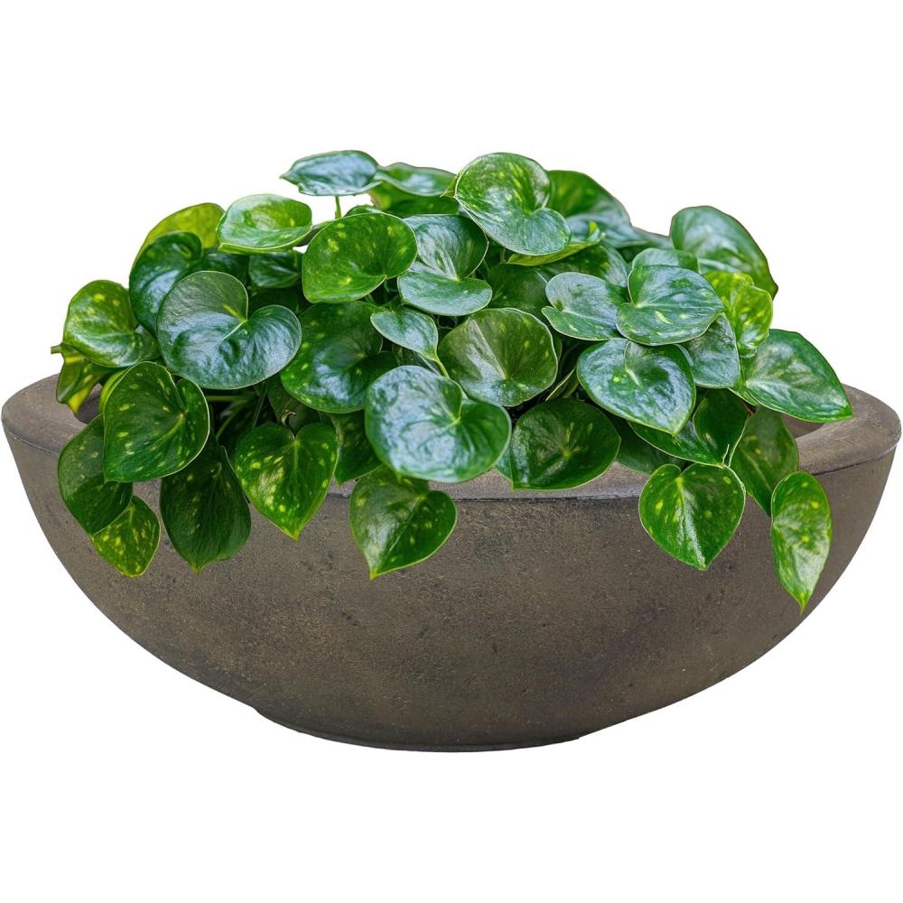 imageSunnydaze Percival 2075quot Shallow Outdoor Planter Bowl for Flowers and Succulents Polyresin DoubleWalled Design SableSable