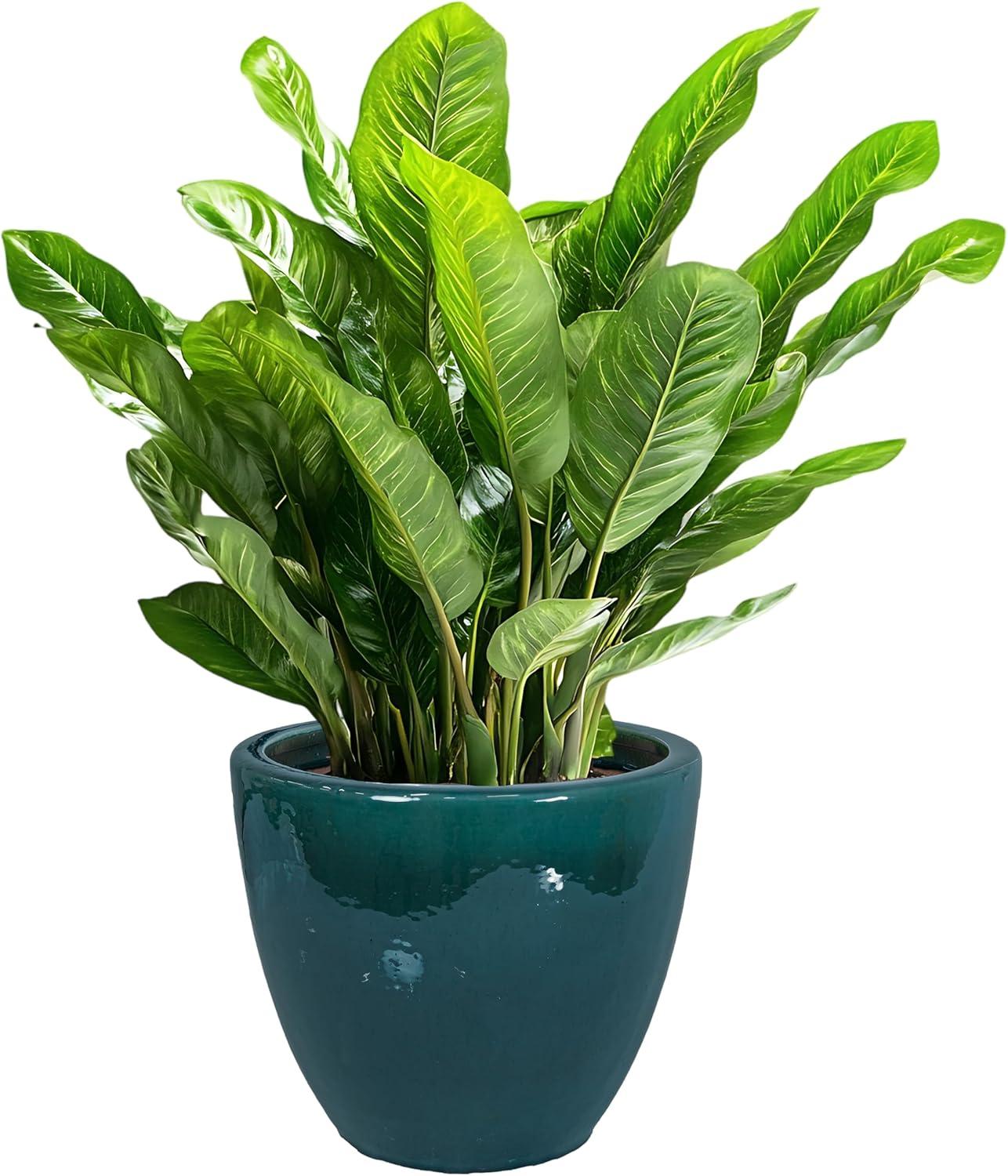 image:imageSunnydaze Large Ceramic Plant Pot Round Outdoor Glazed Ceramic Planter Pot with Drainage Chalet Imperial Blue 145Dark Green