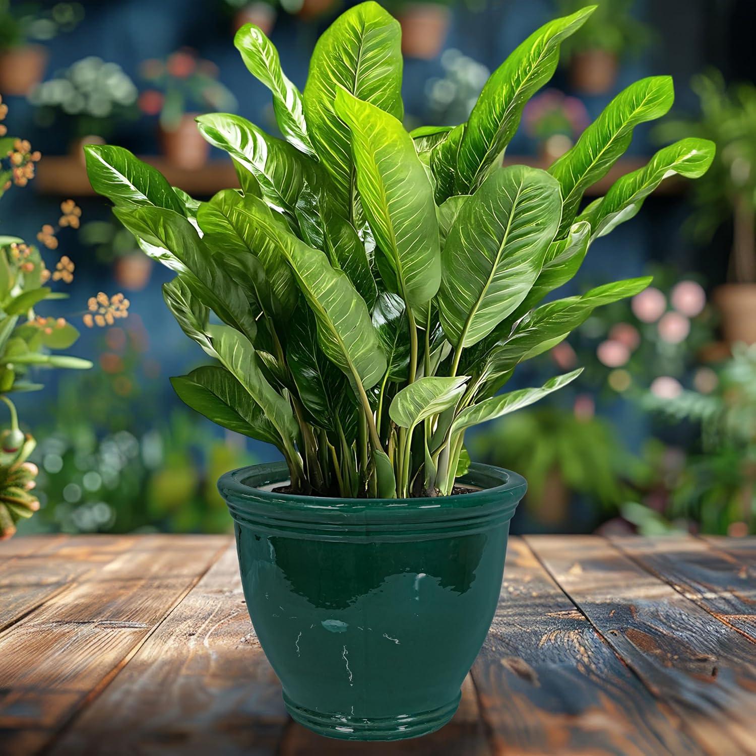 image:imageSunnydaze Large Ceramic Plant Pot Round Outdoor Glazed Ceramic Planter Pot with Drainage Chalet Imperial Blue 145Dark Green