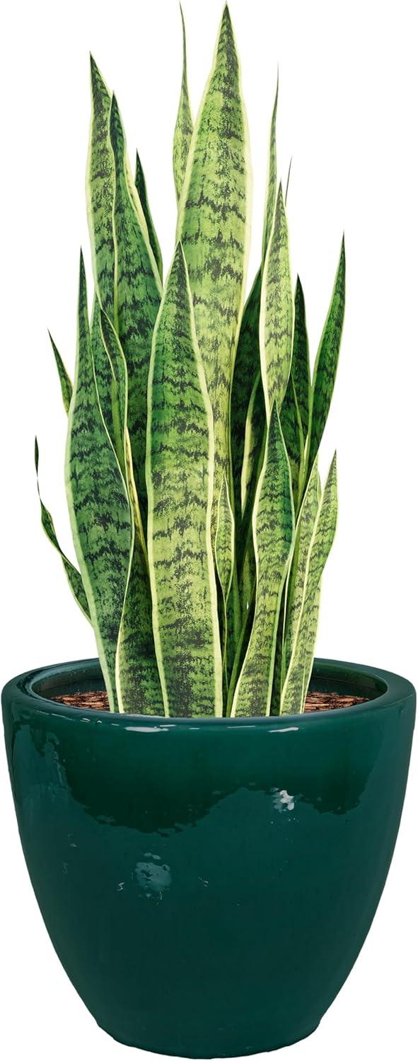 image:imageSunnydaze Large Ceramic Plant Pot Round Outdoor Glazed Ceramic Planter Pot with Drainage Chalet Imperial Blue 145Dark Green