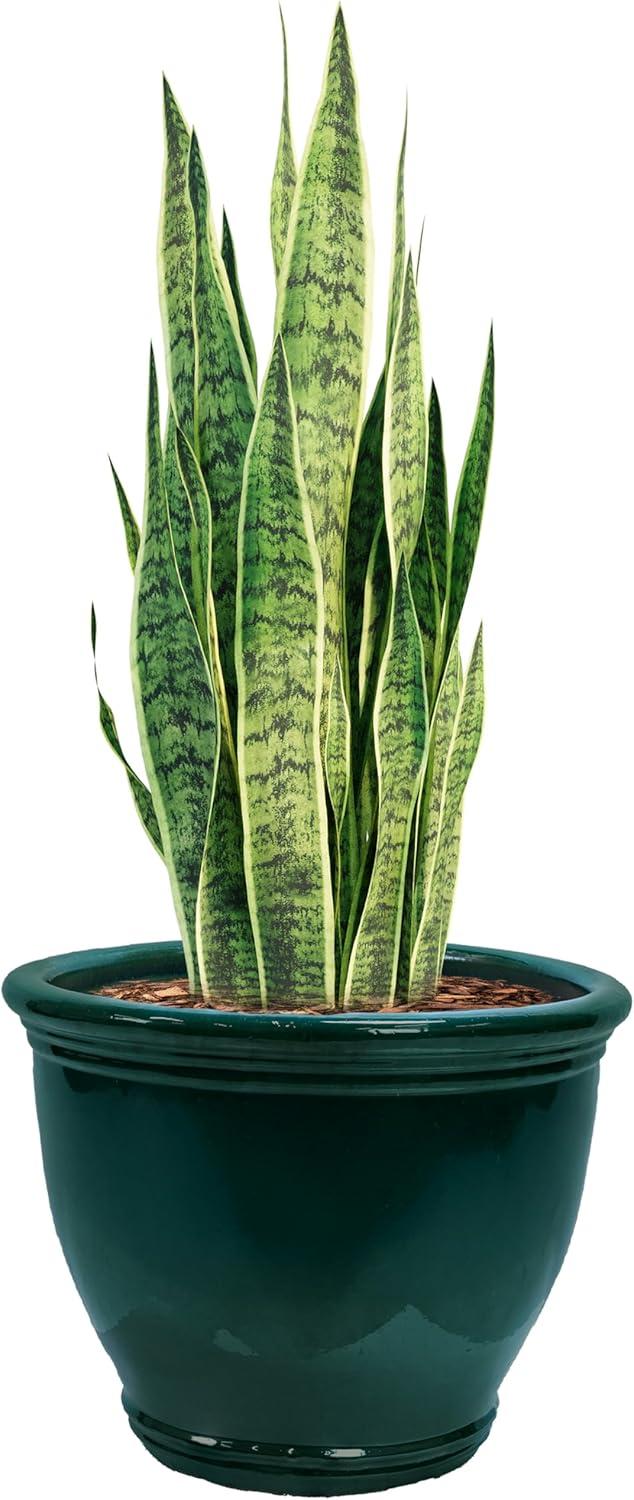 image:imageSunnydaze Large Ceramic Plant Pot Round Outdoor Glazed Ceramic Planter Pot with Drainage Chalet Imperial Blue 145Dark Green