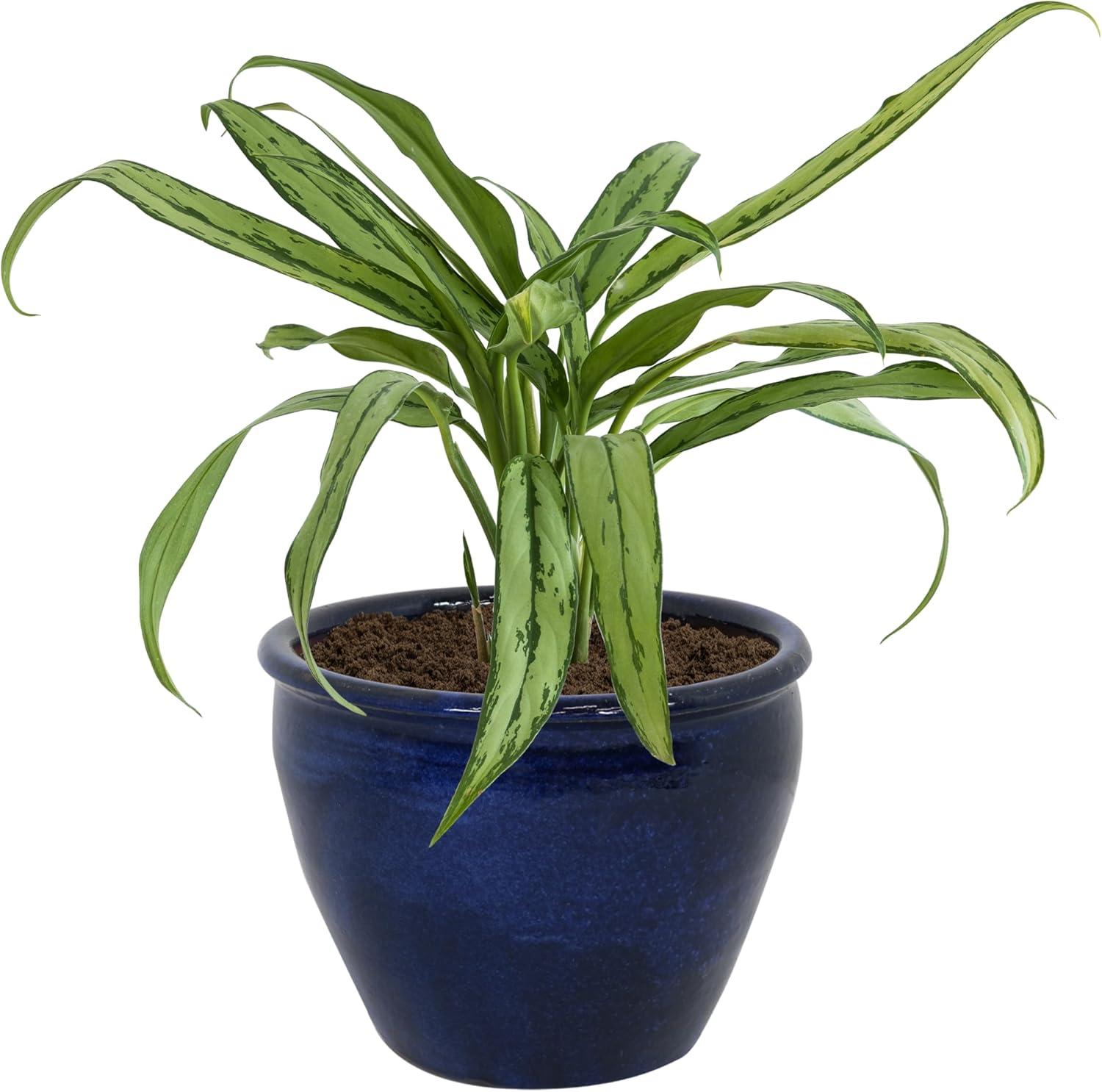 image:imageSunnydaze Large Ceramic Plant Pot Round Outdoor Glazed Ceramic Planter Pot with Drainage Chalet Imperial Blue 145Imperial Blue