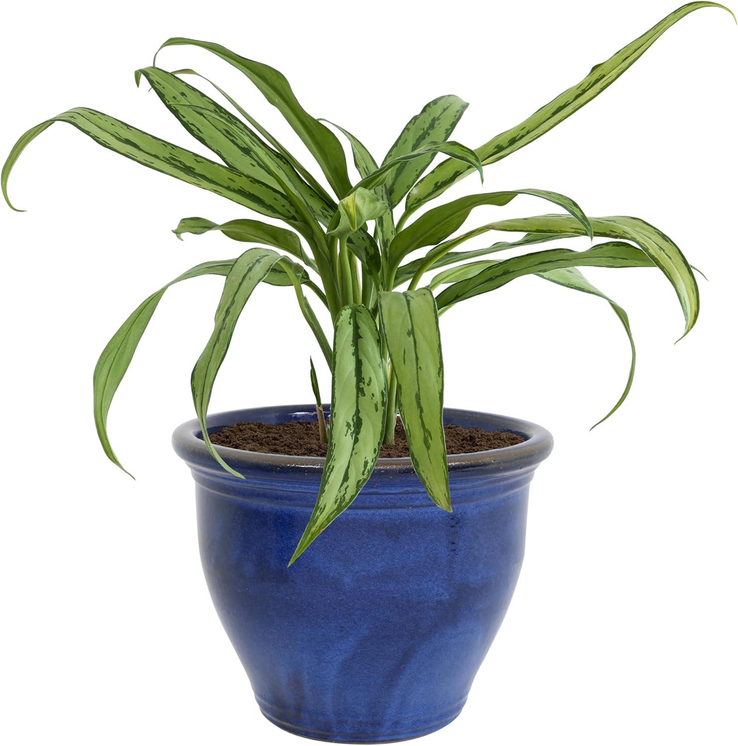 image:imageSunnydaze Large Ceramic Plant Pot Round Outdoor Glazed Ceramic Planter Pot with Drainage Chalet Imperial Blue 145Imperial Blue