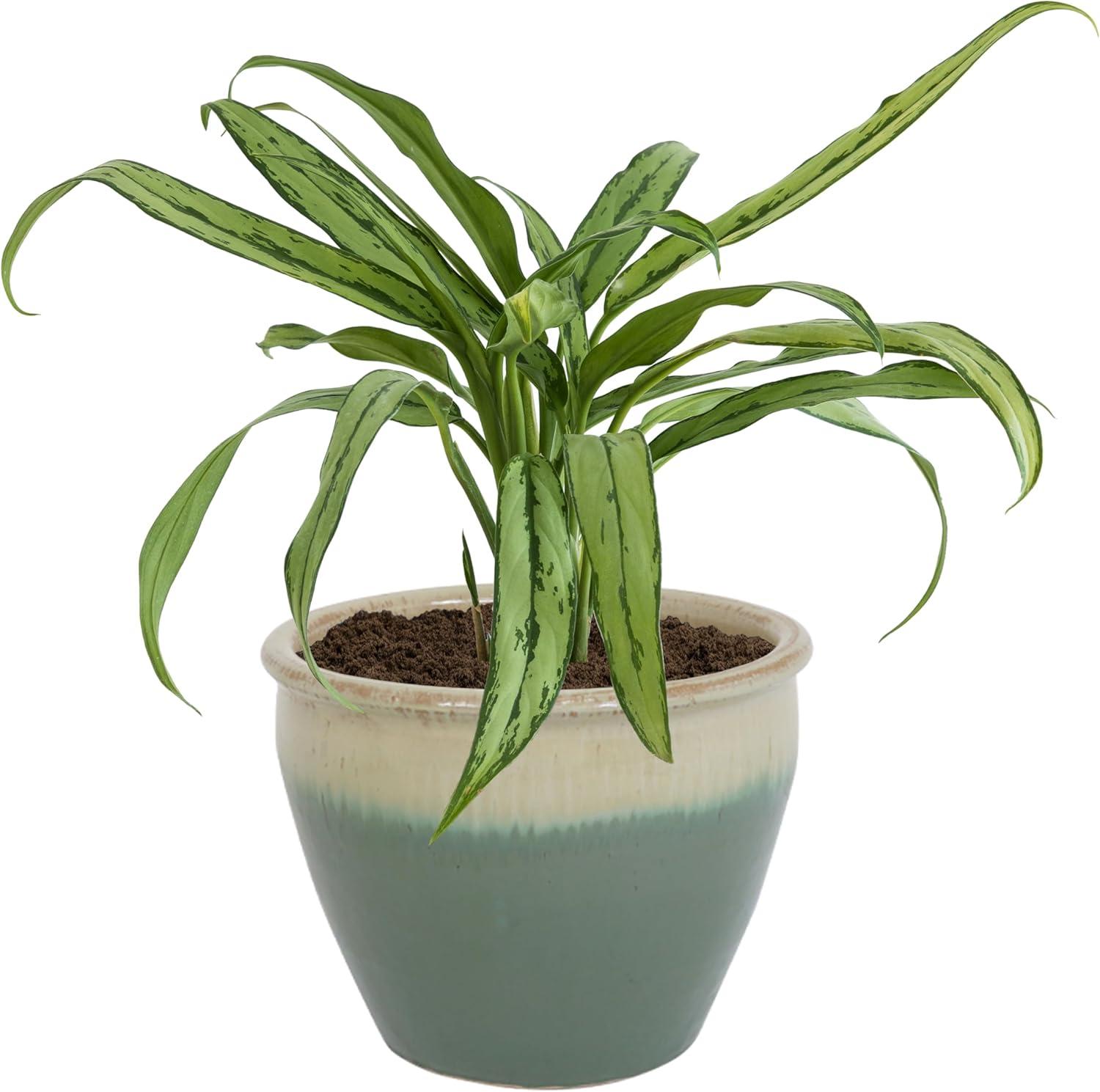 image:imageSunnydaze Large Ceramic Plant Pot Round Outdoor Glazed Ceramic Planter Pot with Drainage Chalet Imperial Blue 145Seafoam