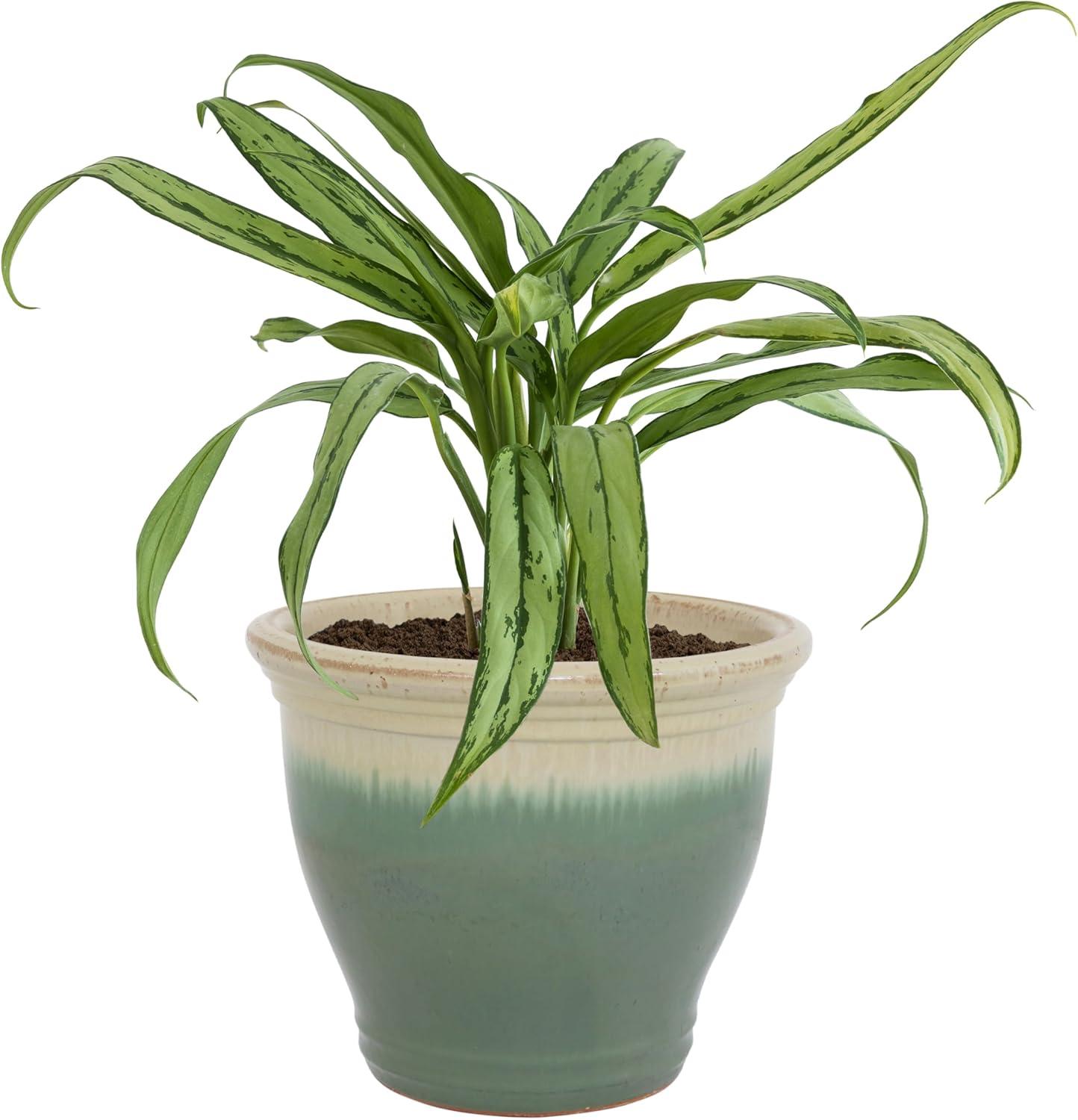 image:imageSunnydaze Large Ceramic Plant Pot Round Outdoor Glazed Ceramic Planter Pot with Drainage Chalet Imperial Blue 145Seafoam