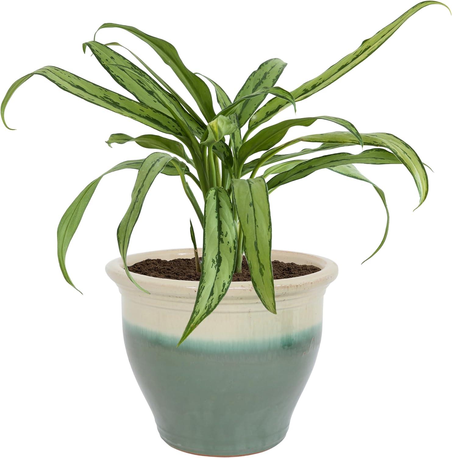 image:imageSunnydaze Large Ceramic Plant Pot Round Outdoor Glazed Ceramic Planter Pot with Drainage Chalet Imperial Blue 145Seafoam