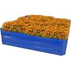 Sunnydaze 47″ W x 47″ D x 12″ H Blue Galvanized Raised Garden Bed and 6-Pack Chicken Wire Plant Protector Cages